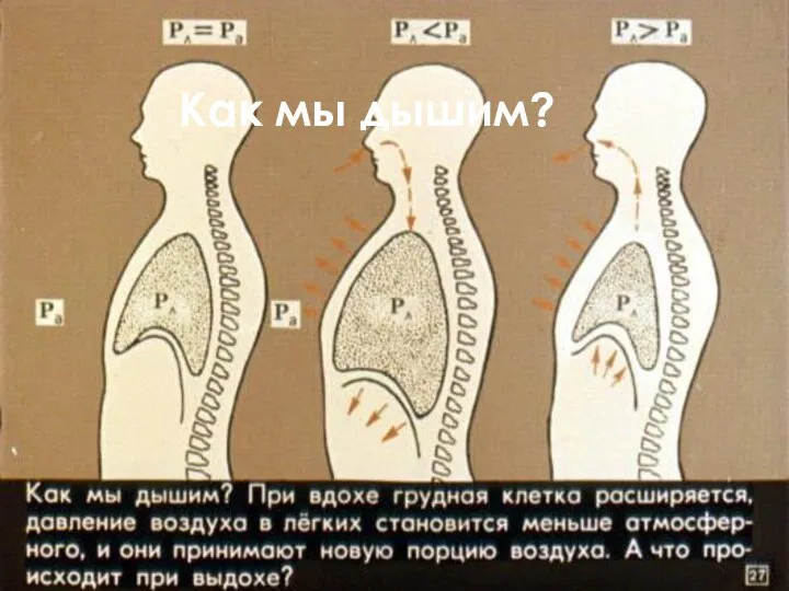 Как мы дышим?