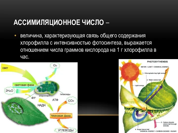 АССИМИЛЯЦИОННОЕ ЧИСЛО – величина, характеризующая связь общего содержания хлорофилла с интенсивностью фотосинтеза,