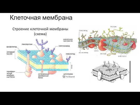 Клеточная мембрана