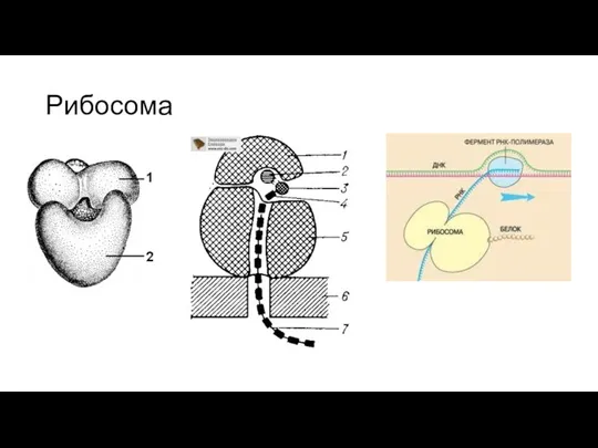 Рибосома