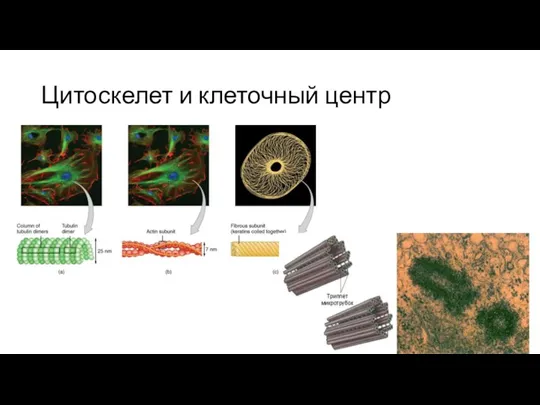 Цитоскелет и клеточный центр