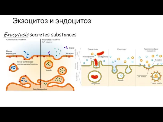 Экзоцитоз и эндоцитоз