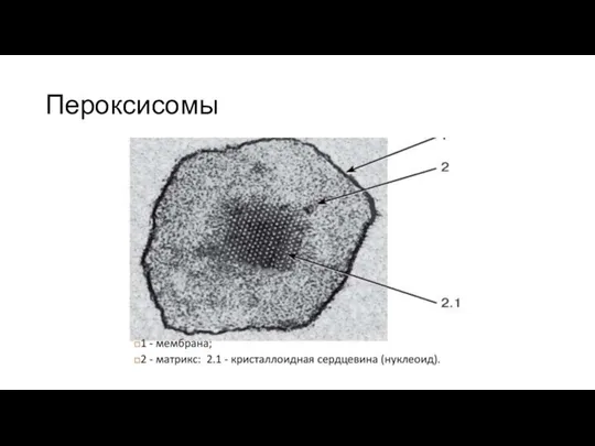 Пероксисомы