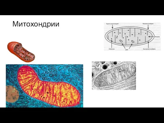 Митохондрии