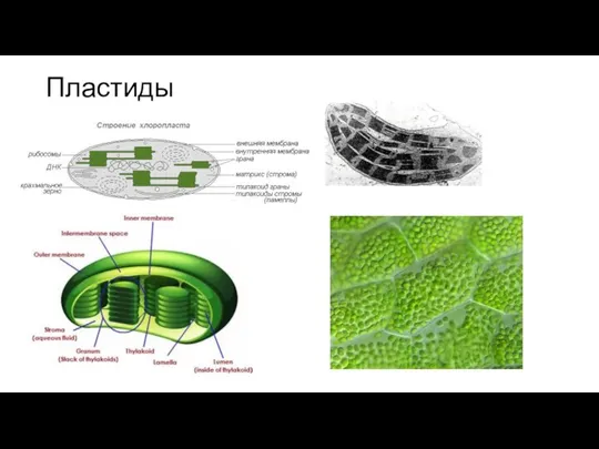 Пластиды