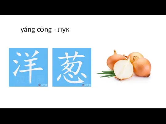 yáng cōng - лук