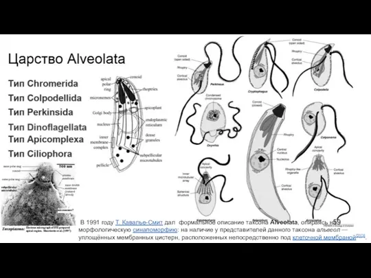 В 1991 году Т. Кавалье-Смит дал формальное описание таксона Alveolata, опираясь на