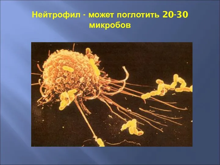 Нейтрофил - может поглотить 20-30 микробов