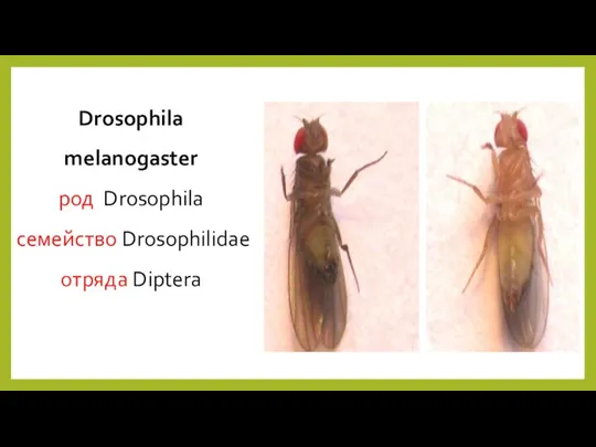 Drosophila melanogaster род Drosophila семейство Drosophilidae отряда Diptera