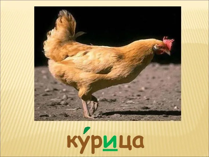 курица