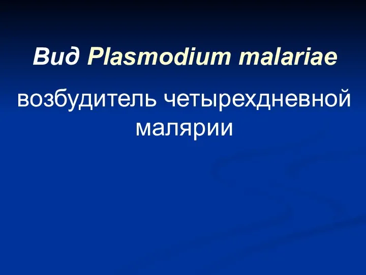 Вид Plasmodium malariae возбудитель четырехдневной малярии