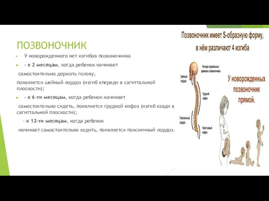 ПОЗВОНОЧНИК У новорожденного нет изгибов позвоночника - к 2 месяцам, когда ребенок