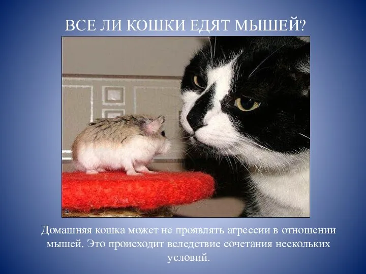 Домашняя кошка может не проявлять агрессии в отношении мышей. Это происходит вследствие