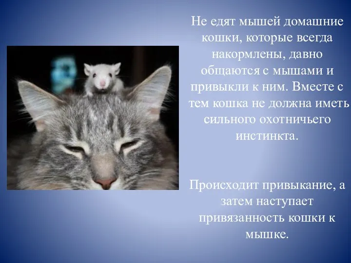 Не едят мышей домашние кошки, которые всегда накормлены, давно общаются с мышами