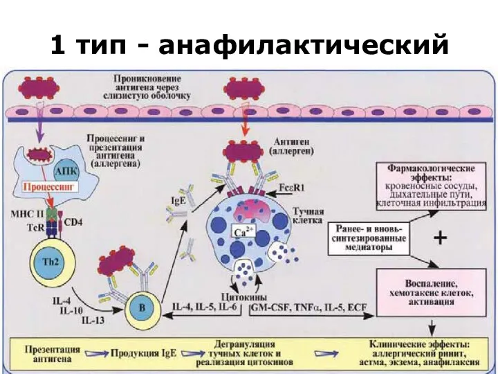 1 тип - анафилактический