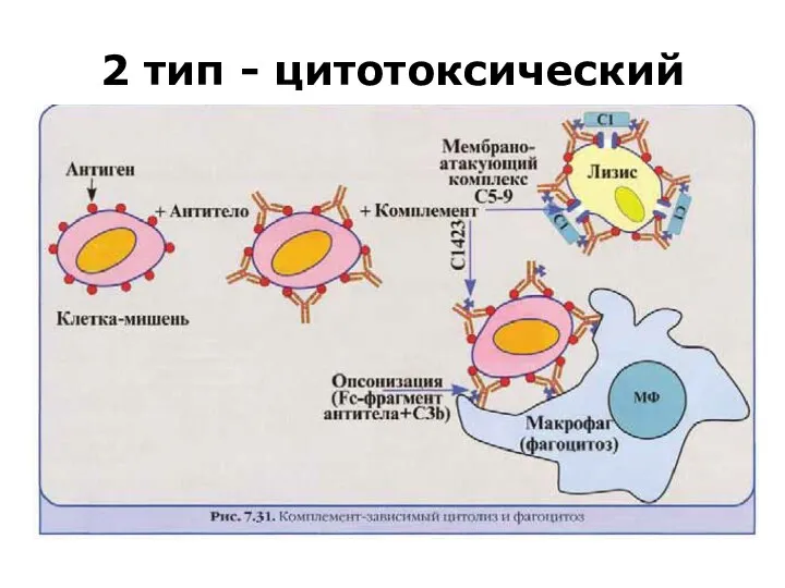 2 тип - цитотоксический