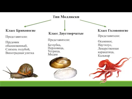 Тип Моллюски Класс Брюхоногие Класс Двустворчатые Класс Головоногие Представители: Прудовик обыкновенный, Слизень