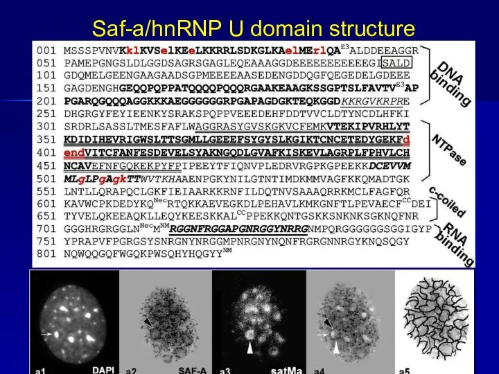 Saf-a/hnRNP U domain structure