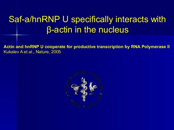 Saf-a/hnRNP U specifically interacts with β-actin in the nucleus Actin and hnRNP
