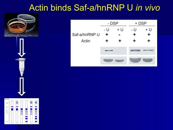 Actin binds Saf-a/hnRNP U in vivo 0.5 mM DSP (dithiobis- succinimidyl- propionate)