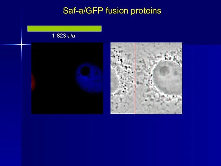 Saf-a/GFP fusion proteins Saf-a FL 1-823 a/a