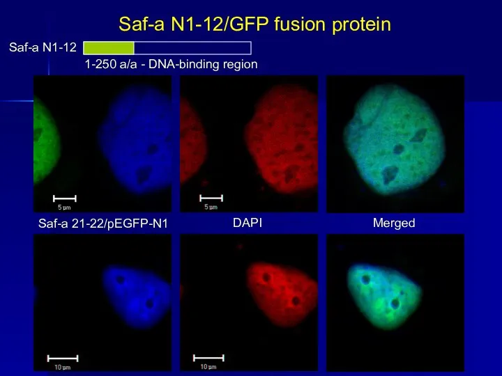 Saf-a N1-12/GFP fusion protein Saf-a N1-12 1-250 a/a - DNA-binding region Saf-a 21-22/pEGFP-N1 DAPI Merged