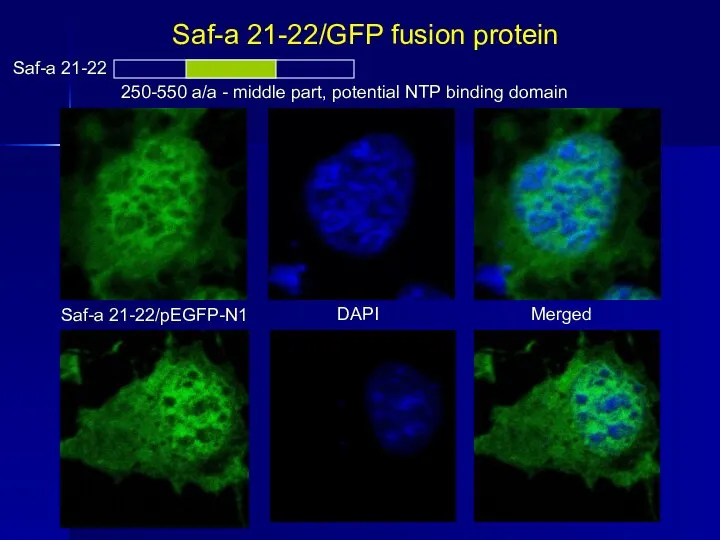 Saf-a 21-22/GFP fusion protein Saf-a 21-22 250-550 a/a - middle part, potential