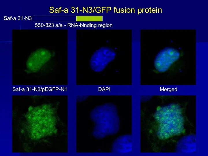 Saf-a 31-N3/GFP fusion protein Saf-a 31-N3 550-823 a/a - RNA-binding region Saf-a 31-N3/pEGFP-N1 DAPI Merged