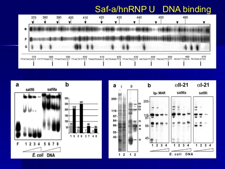 DNase fingerprinting GMSA Southwestern blot Lobov et al., 2001 Saf-a/hnRNP U DNA binding