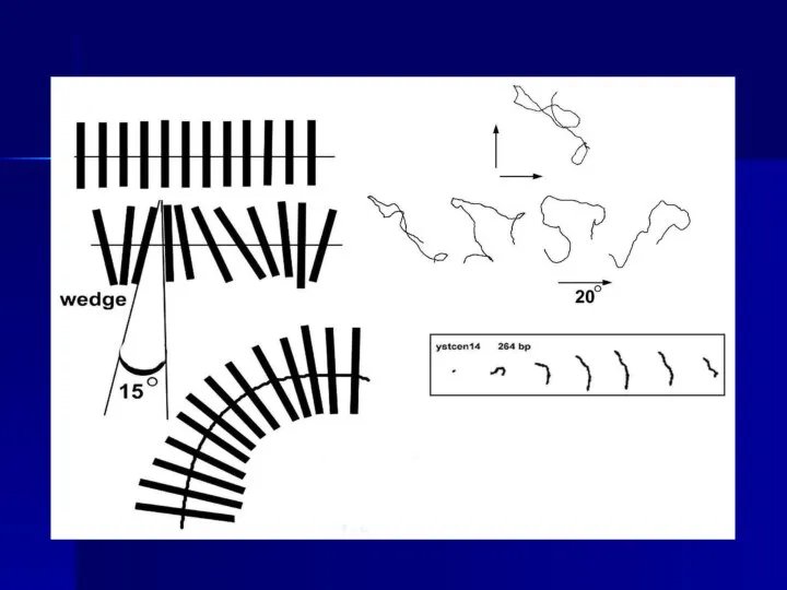 Computer models of CEN and periCEN DNA fragments Ulanovsky L.E., Trifonov E.N.