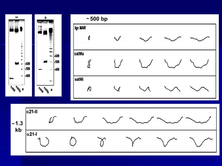 c b a Lobov et al., 2001