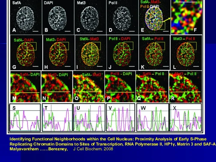 Identifying Functional Neighborhoods within the Cell Nucleus: Proximity Analysis of Early S-Phase