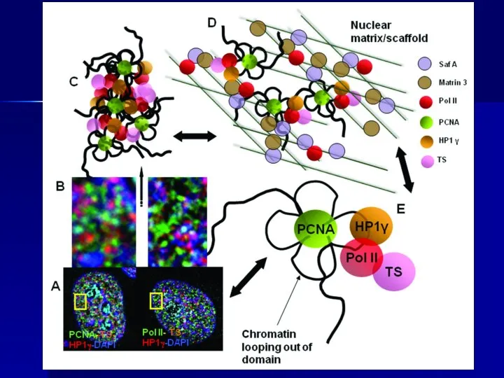 transcription site HP1γ euchromatin