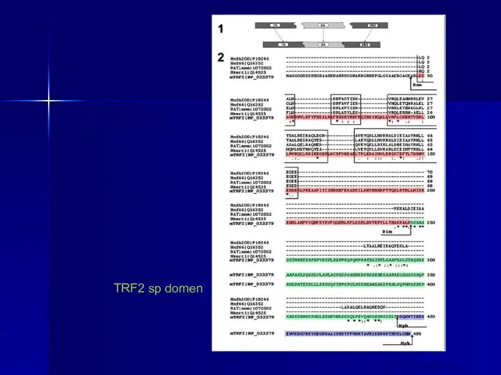 Multiple Alignment Rod-domain like motifs in TRF2 Voronin et al., 2003 rod domen TRF2 sp domen