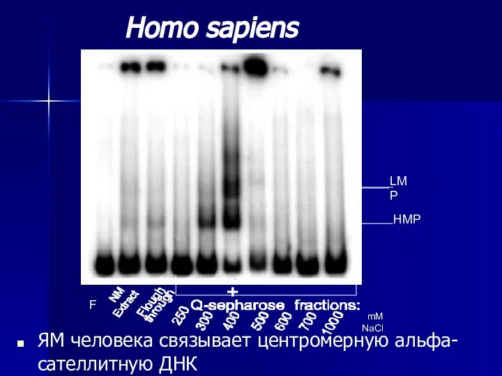 ЯМ человека связывает центромерную альфа-сателлитную ДНК F mM NaCl Homo sapiens LMP HMP