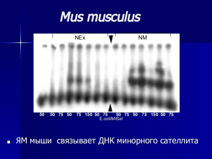 Mus musculus ЯМ мыши связывает ДНК минорного сателлита NEx NM E.coli/MiSat 50