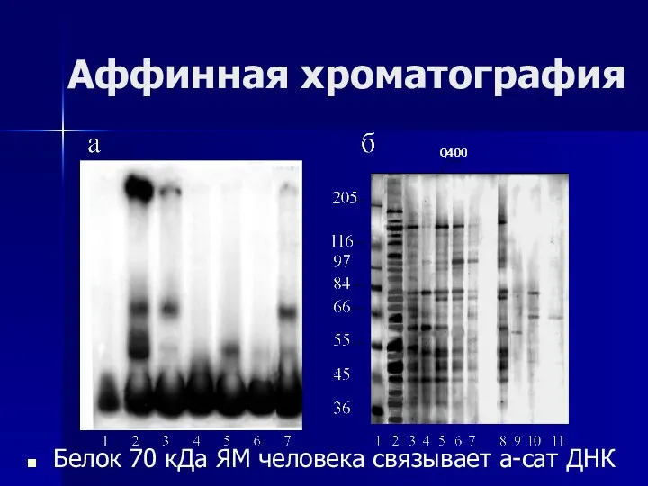 Аффинная хроматография Белок 70 кДа ЯМ человека связывает а-сат ДНК