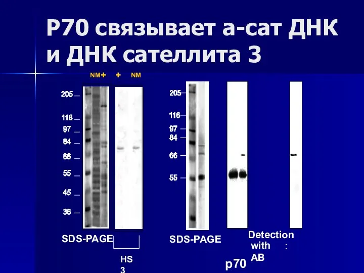 P70 связывает а-сат ДНК и ДНК сателлита 3 + NM HS3 Detection