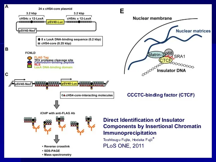 Direct Identification of Insulator Components by Insertional Chromatin Immunoprecipitation Toshitsugu Fujita, Hodaka