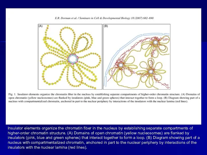 Insulator elements organize the chromatin fiber in the nucleus by establishing separate