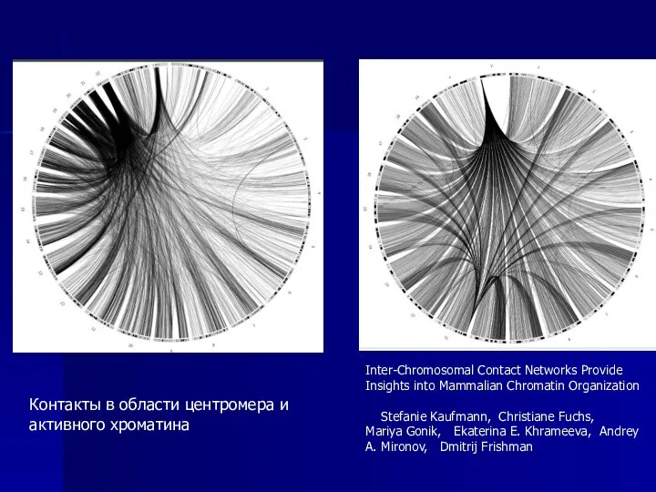 Inter-Chromosomal Contact Networks Provide Insights into Mammalian Chromatin Organization Stefanie Kaufmann, Christiane
