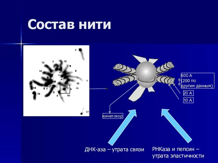 Состав нити 600 А (200 по другим данным) 20 А 10 А