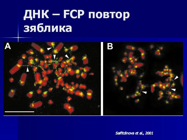 ДНК – FCP повтор зяблика Saifitdinova et al., 2001
