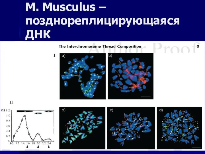 M. Musculus – позднореплицирующаяся ДНК