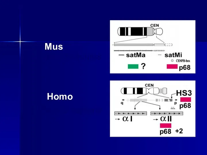 I. Mus musculus II. Homo sapiens Mus Homo