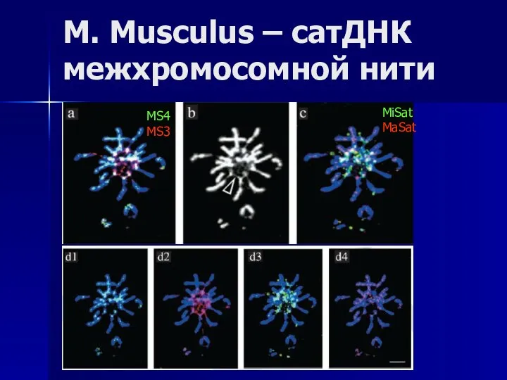 MS4 MS3 MiSat MaSat M. Musculus – сатДНК межхромосомной нити