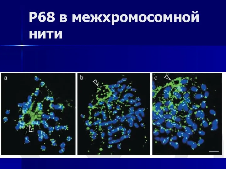 P68 в межхромосомной нити