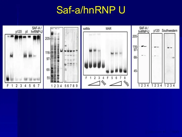 Saf-a/hnRNP U a b c d Lobov et al., 2000