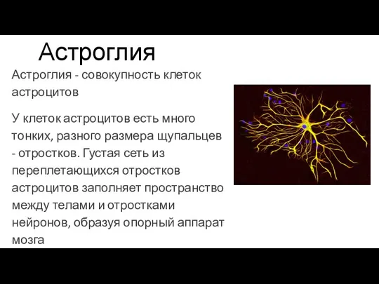 Астроглия Астроглия - совокупность клеток астроцитов У клеток астроцитов есть много тонких,