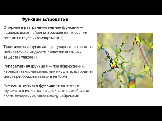 Опорная и разграничительная функция — поддерживают нейроны и разделяют их своими телами